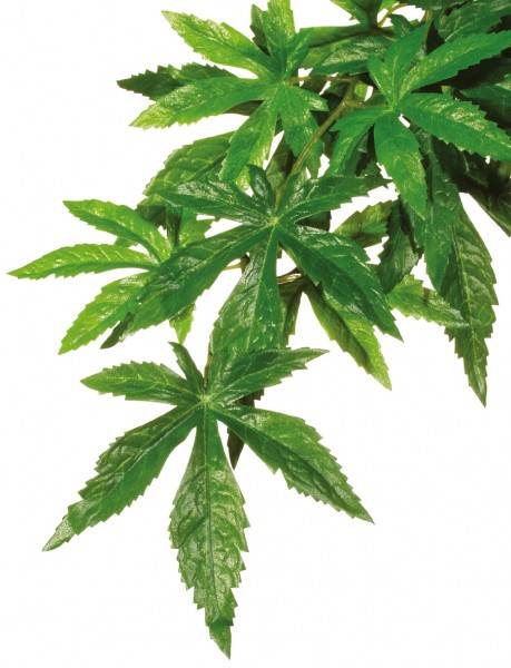 Exo Terra Rainforest Hanging Plants Klein